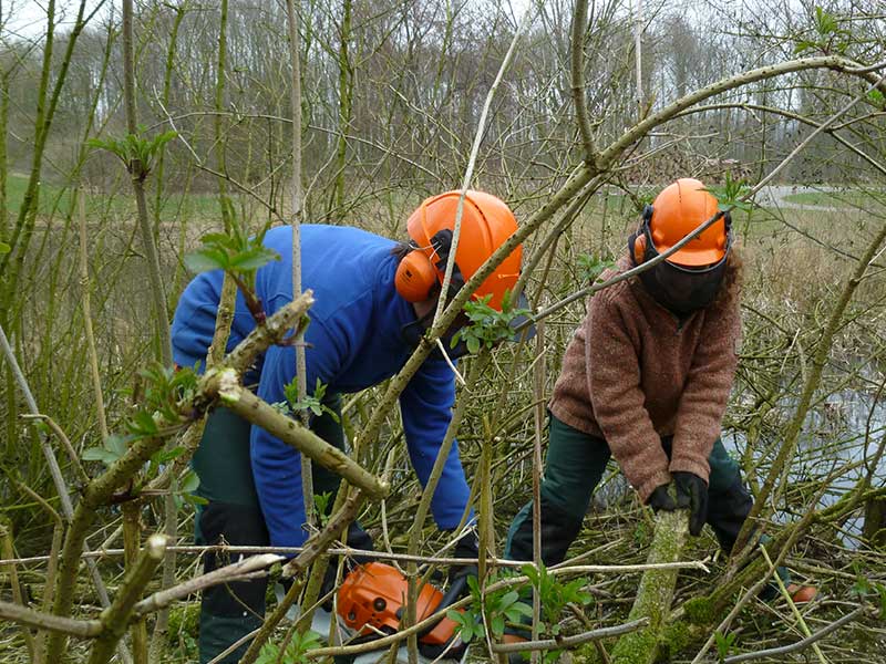 Vrijwilliger bij het Wisentbos