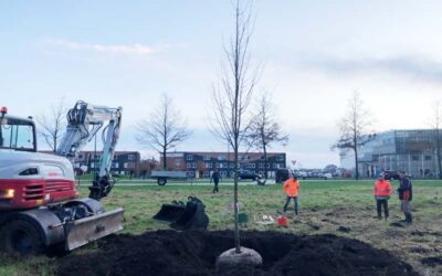 Lindeboom geplant bij kruising Gildepenningdreef – Wisentbos – Wisentweg