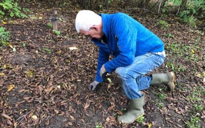 Bloembollen gepland onder de vleugelnootboom