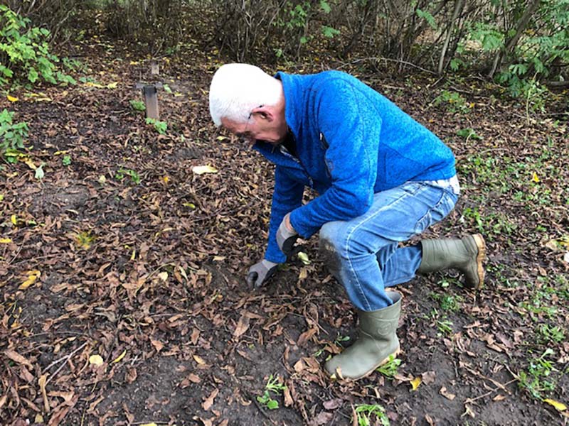 Bloembollen gepland onder de vleugelnootboom