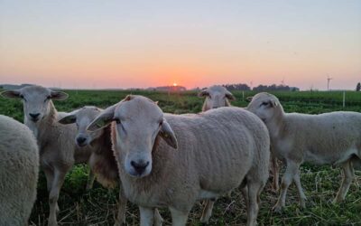 Schapen en varkens in het Wisentbos