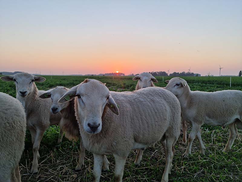 Schapen en varkens in het Wisentbos