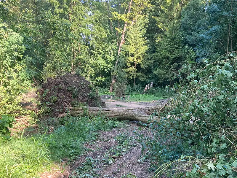 Zomerstorm Poly ook zichtbaar in het Wisentbos