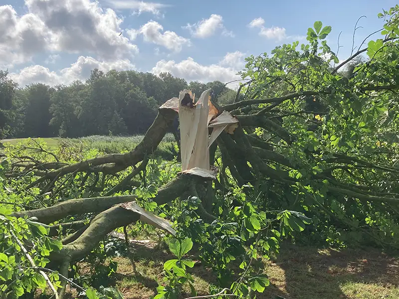 Zomerstorm Poly ook zichtbaar in het Wisentbos