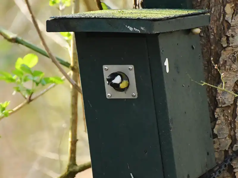 Vogelhuisjes