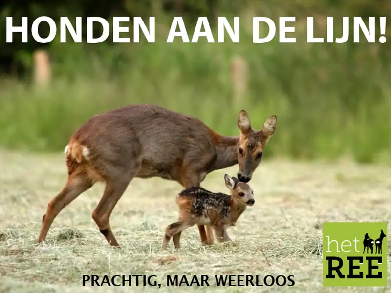 Honden aan de lijn