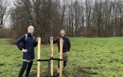 Nieuwe kastanjeboom met bijzondere betekenis