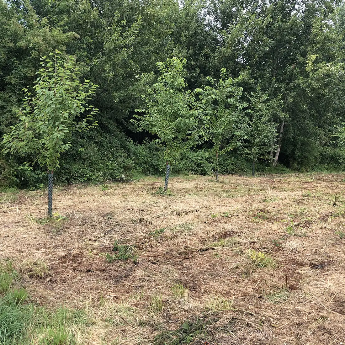 Kersenbomen