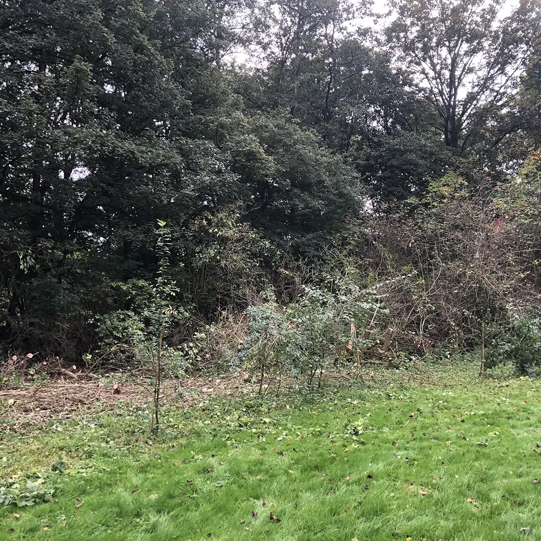 Natuureiland struweel en voorjaarsbloeiers