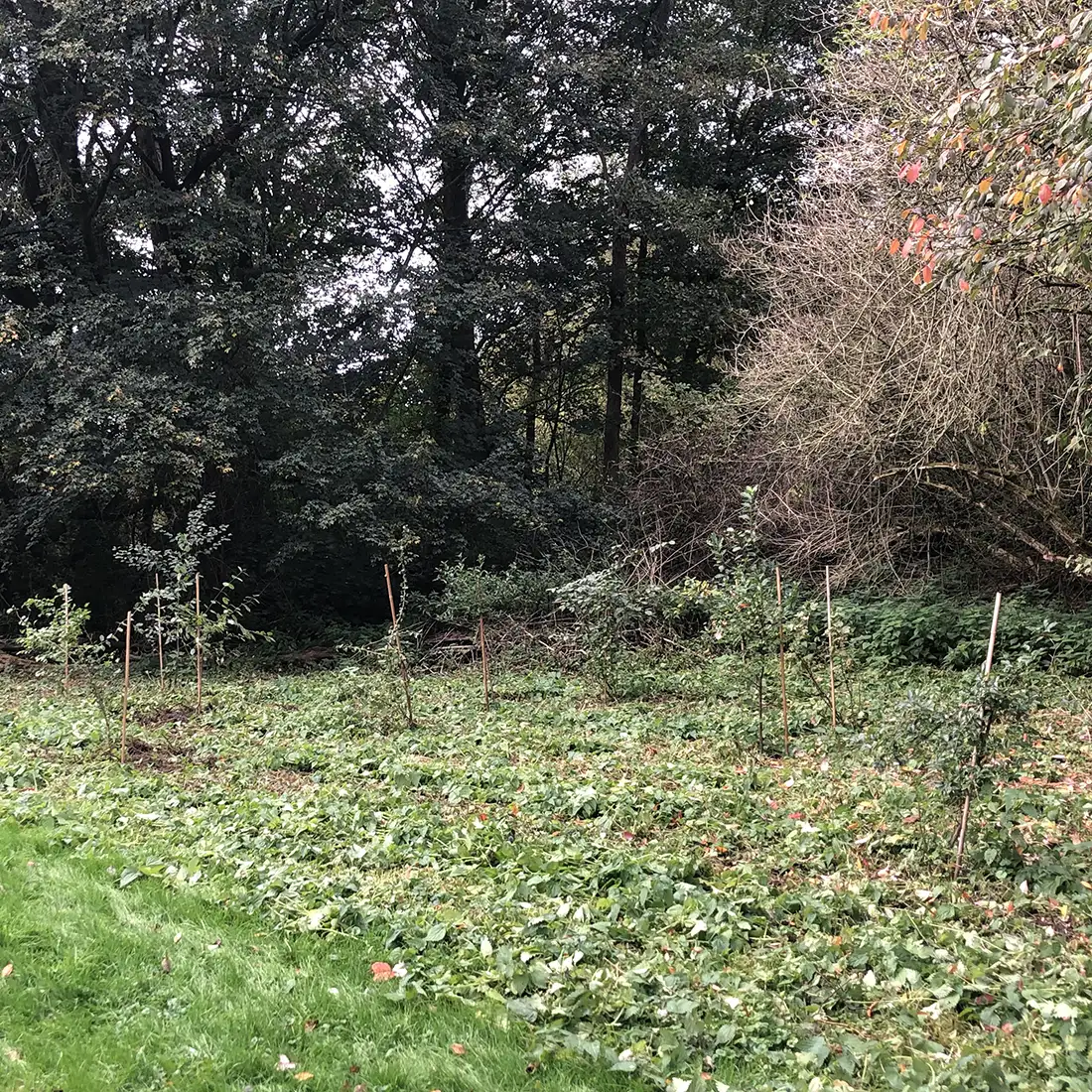 Natuureiland struweel en voorjaarsbloeiers