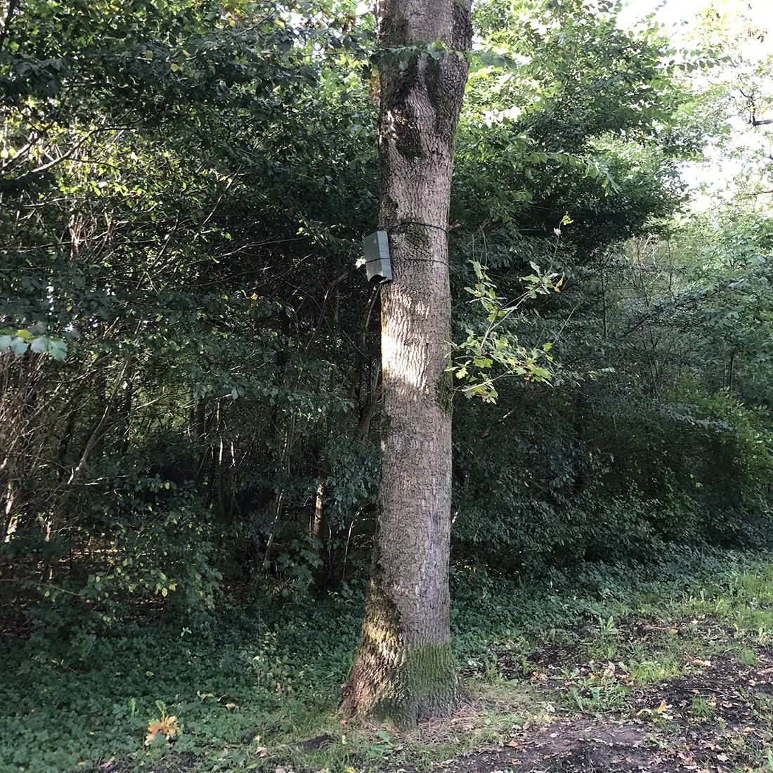 Vleermuiskast