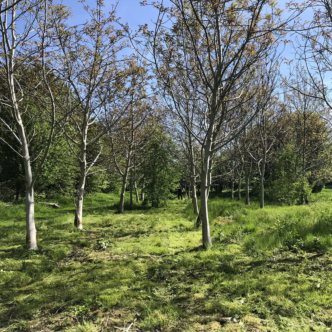 Voedselbos