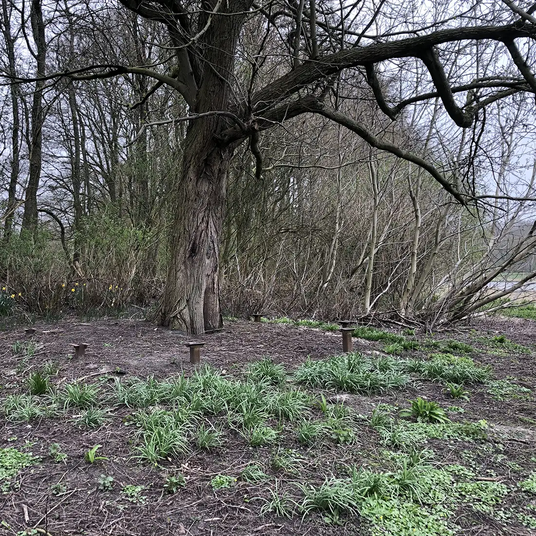 Natuureiland struweel en voorjaarsbloeiers