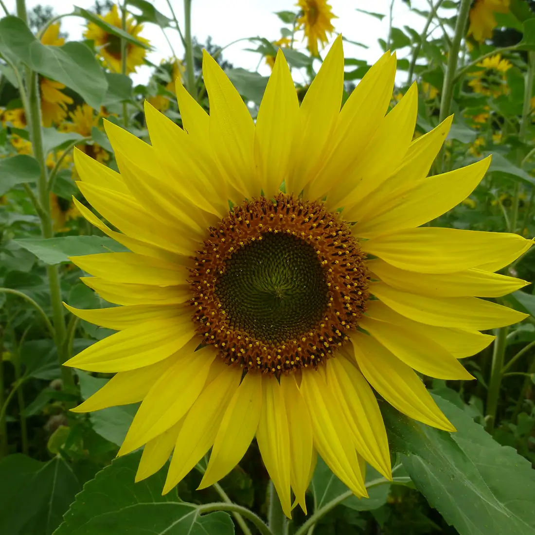 Zonnebloem