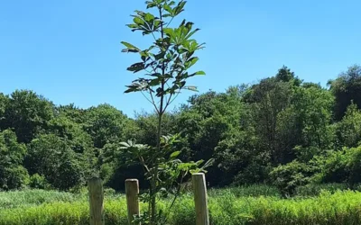 Vredesboom in Wisentbos feestelijk onthuld tijdens Burendag