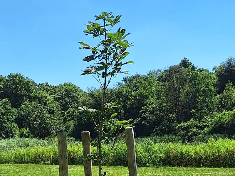 Vleermuiskasten in het Wisentbos