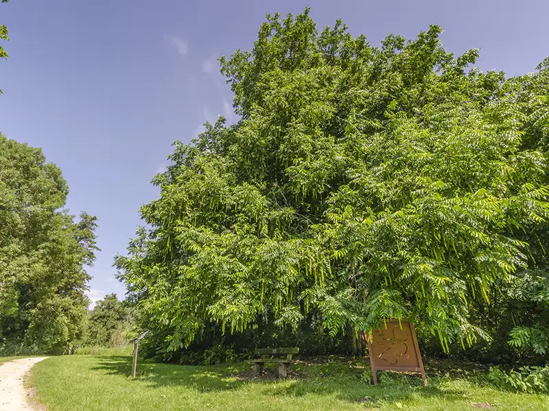Vleermuiskasten in het Wisentbos